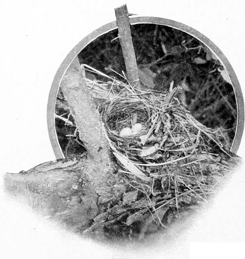 Taken near Spokane. Photo by F. S. Merrill.
NEST AND EGGS OF THE WILLOW THRUSH.