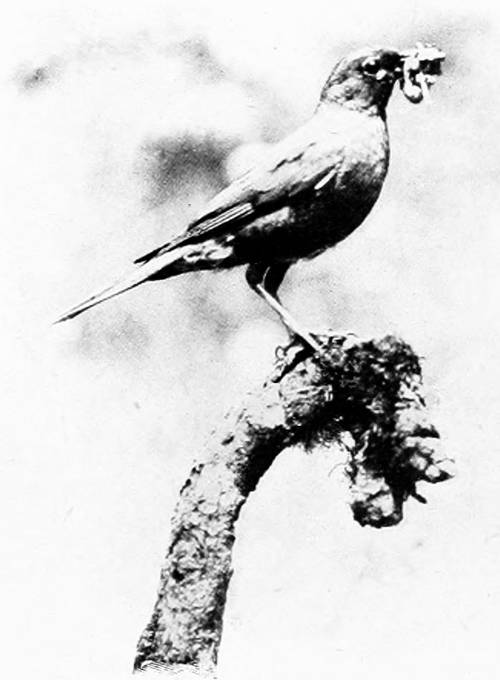 Taken in Oregon. Photo by W. L. Finley.
BACK FROM MARKET.