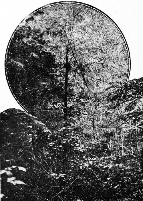 Taken near Mt. Baker. Photo by the Author.
&ldquo;THE VARIED THRUSH BUILDS WELL UP IN A SMALL FIR TREE.&rdquo;