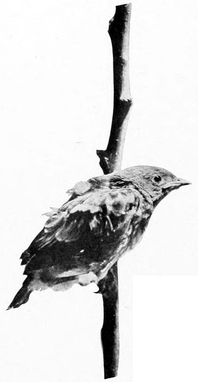 Taken in Spokane. Photo by F. S. Merrill.
LITTLE BOY BLUE.