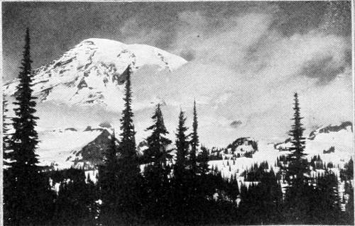 Taken in Rainier National Park. From a Photograph Copyright, 1908, by W. L. Dawson.
THE UNVEILING.
A FAVORITE HAUNT OF THE KINGLET.
