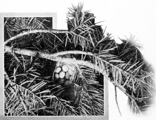 Taken near Newport. Photo by Dawson and Bowles.
RUBY&rsquo;S BASKETFUL.