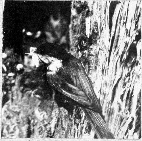 Taken in Oregon. Photo by W. L. Finley.
LADEN WITH DAINTIES.
OREGON CHICKADEE NEAR NEST.