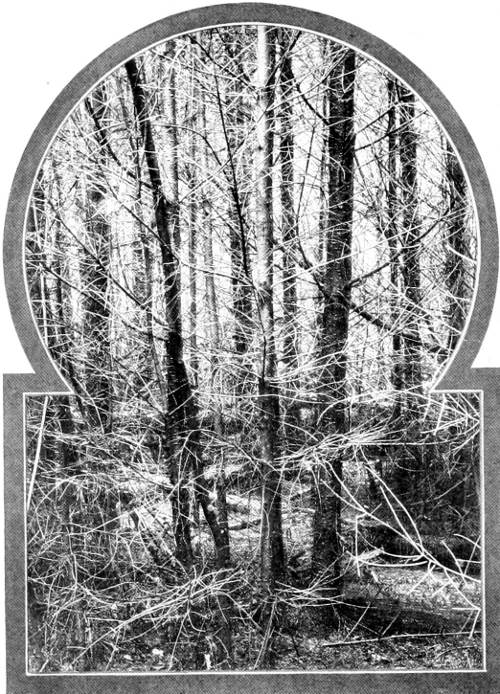 Taken in Seattle. Photo by the Author.
A THICKET IN RAVENNA PARK, WHICH ONLY THE WINTER WREN WILL EXPLORE.