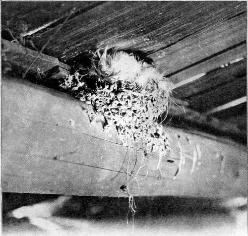 Taken near Spokane. Photo by F. S. Merrill.
NEST OF BARN SWALLOW.
