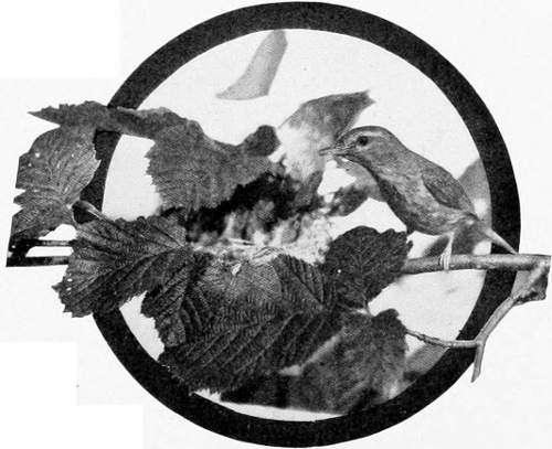 Taken in Oregon. Photo by Bohlman and Finley.
WESTERN WARBLING VIREO AT NEST.