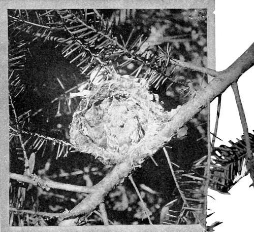 Taken near Tacoma. Photo by Dawson and Bowles.
BRIMFUL.