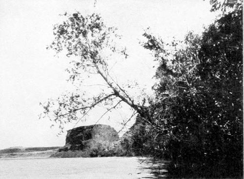 Taken in Douglas County. Photo by W. L. Dawson.
COLD SPRING LAKE.
THE ORIOLE-KINGBIRD NEST APPEARS NEAR THE TOP OF THE PROJECTING TREE.