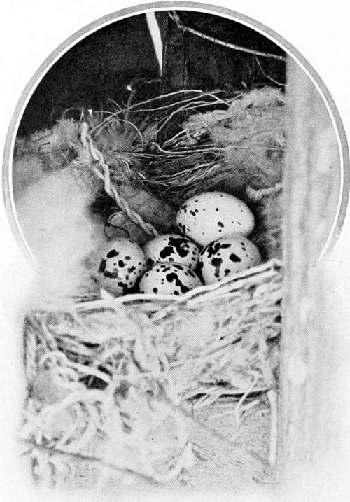 Taken in Douglas County. Photo by the Author.
&ldquo;BEAUTIES THEY ARE.&rdquo;