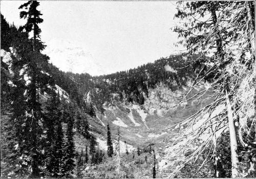 Taken in Chelan County. Photo by W. Leon Dawson.
CASCADE PASS AND THE VALLEY OF THE STEHEKIN.
A CHARACTERISTIC HAUNT OF THE OLIVE-SIDED FLYCATCHER.