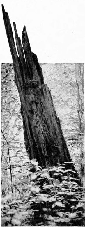 Taken near Tacoma. Photo by J. H. Bowles.
NEST OF WESTERN FLYCATCHER.