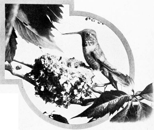 Taken in Oregon. Photo by Finley and Bohlman.
RUFOUS HUMMER AT NEST.