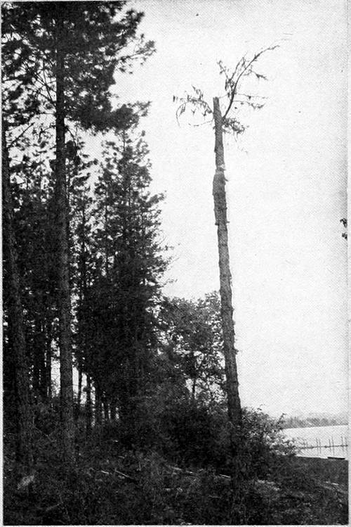 Taken in Stevens County. Photo by J. H. Bowles.
NESTING SITE OF ROCKY MOUNTAIN HAIRY WOODPECKER.