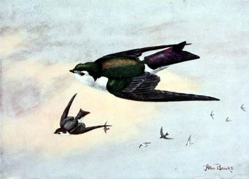 VIOLET-GREEN SWALLOW
MALE, 8/11 NATURAL SIZE
From a Water-color Painting by Allan Brooks