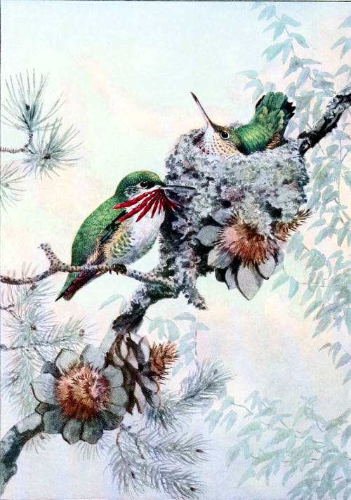 CALLIOPE HUMMERS
MALE AND FEMALE, ⅚ LIFE SIZE
From a Water-color Painting by Allan Brooks