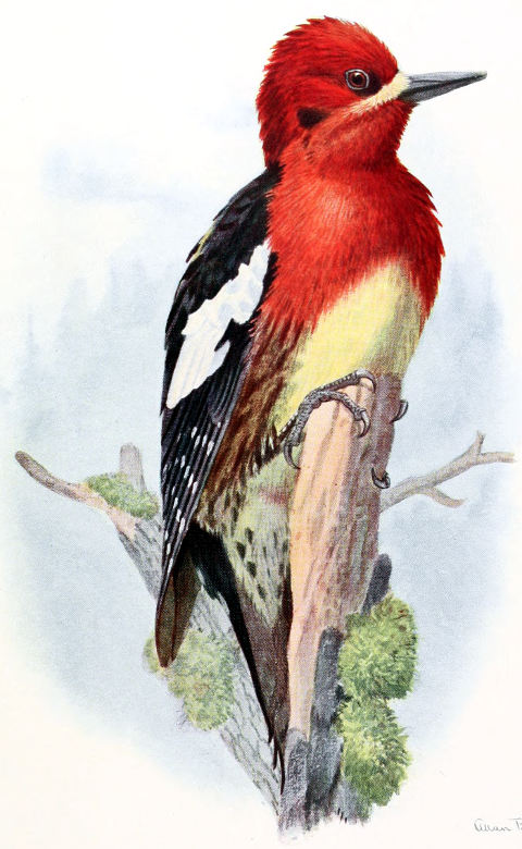 RED-BREASTED SAPSUCKER
MALE, NEARLY LIFE SIZE
From a Water-color Painting by Allan Brooks