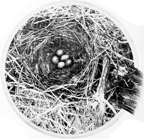Taken in Benton Co. Photo by the Author.
NEST AND EGGS OF WESTERN CROW.