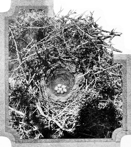Taken in Yakima County. Photo by the Author.
MAGPIE&rsquo;S NEST FROM ABOVE.
WITH CANOPY REMOVED. SAME NEST AS IN ILLUSTRATION ON PAGE 24.
