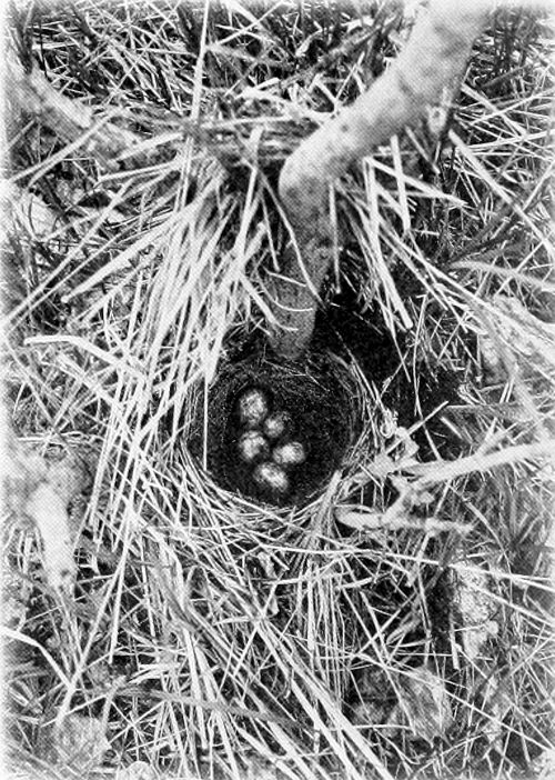 Taken in Stevens County. Photo by the Author.
GROUND NEST OF BREWER BLACKBIRD.