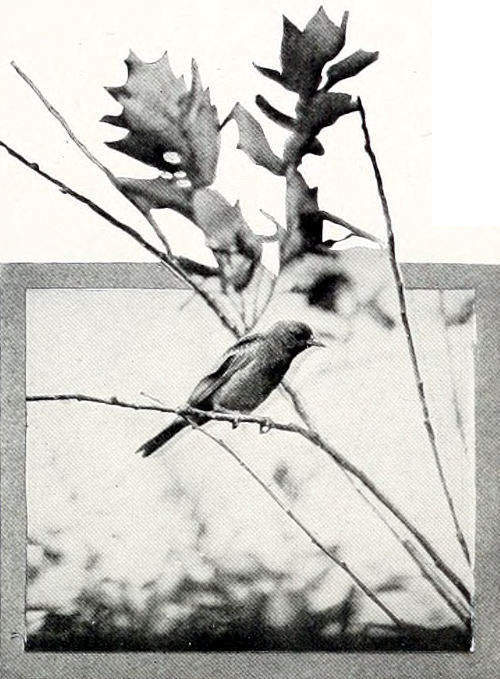 Taken near Spokane. Photo by F. S. Merrill.
FEMALE BULLOCK ORIOLE.
