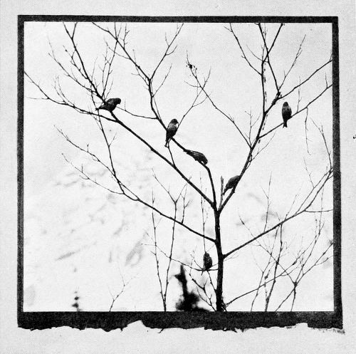 Taken at Longmire&rsquo;s Springs. From a Photograph Copyright, 1908, by W. L. Dawson.
SIX LITTLE SISKINS.
&ldquo;THE MOUNTAIN&rdquo; AS A BACKGROUND.