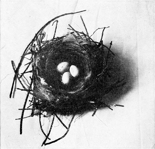 Taken in Tacoma. Photo by the Author.
NEST AND EGGS OF PINE SISKIN.