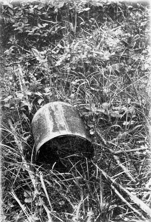 Taken in Tacoma. Photo by the Author.
UNDER A TIN ROOF.
THE NEST IN THE CAN CONTAINS FIVE EGGS.