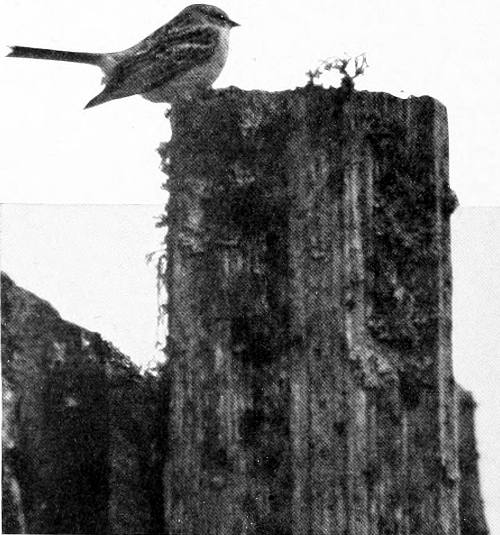 Taken in Pierce County. Photo by the Author.
JUST ARRIVED.
WESTERN CHIPPING SPARROW, ADULT MALE.