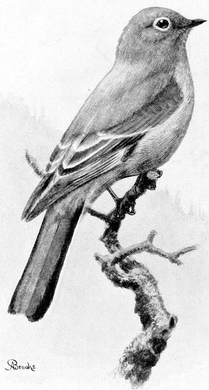 TOWNSEND&rsquo;S SOLITAIRE.