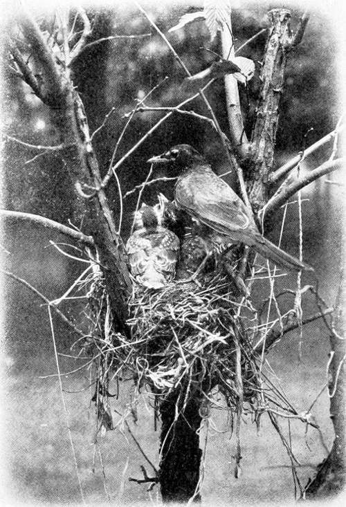 Taken in Michigan. From a Photograph Copyright, 1908, by L. G. Linkletter.
THE ROBIN&rsquo;S NEST.