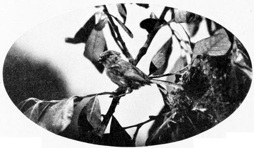 Taken in Oregon. Photo by Bohlman and Finley.
BUSH-TIT.