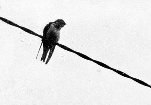 Taken in Seattle. Photo by the Author.
TREE SWALLOW.