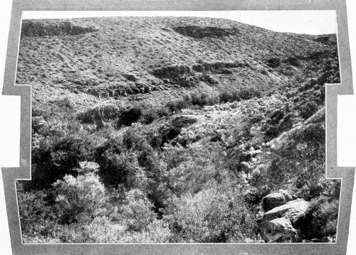Taken in Douglas County. Photo by the Author.
THE SHRIKE&rsquo;S PRESERVE.