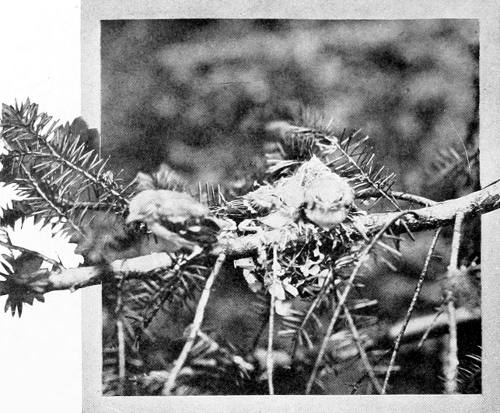 Taken near Tacoma. Photo by Bowles and Dawson.
O&rsquo;ER YOUNG TO FLIT.