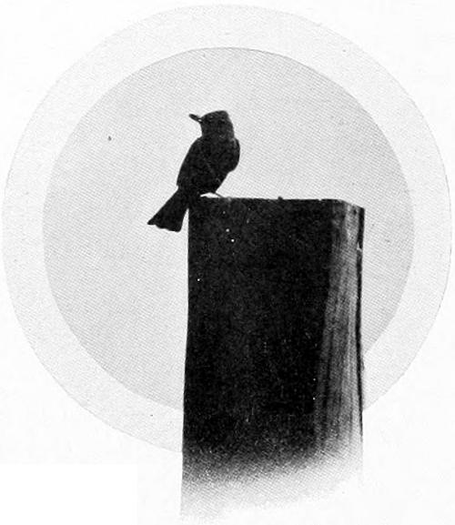 Photo by the Author.
SAY&rsquo;S PEWEE.