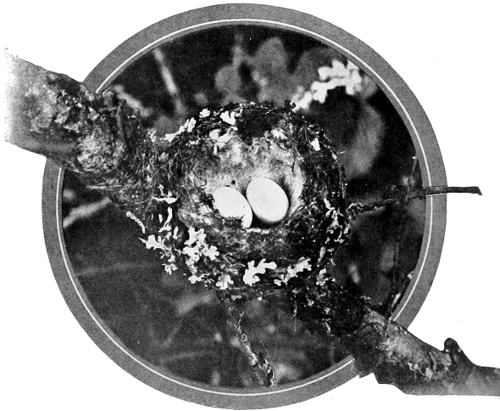 Taken near Tacoma. Photo by the Authors.
NEST OF RUFOUS HUMMER ON FIR BRANCH.