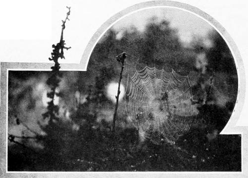 Taken near Tacoma. Photo by W. Leon Dawson.
TREASURE TROVE FOR THE HUMMER.
COBWEBS ARE LARGELY UTILIZED IN THE BUILDING OF A HUMMINGBIRD&rsquo;S NEST.