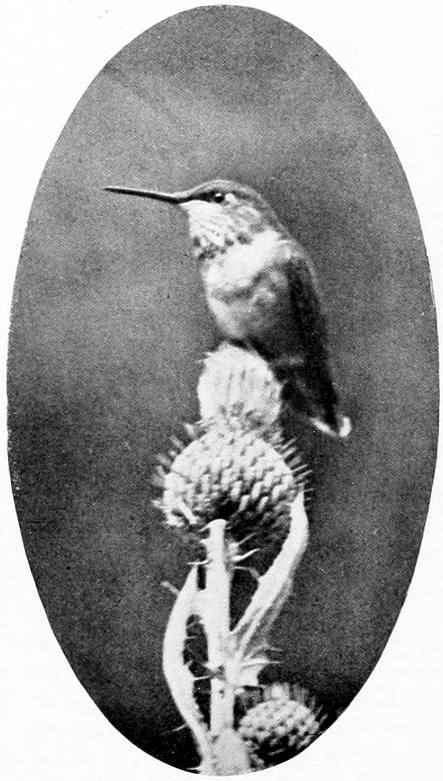 Taken in Spokane. Photo by F. S. Merrill.
A NEARER VIEW.