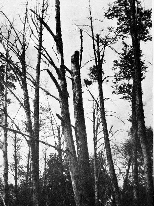 Taken in Pierce County. Photo by J. H. Bowles.
PILEATED WOODPECKER LEAVING NEST.