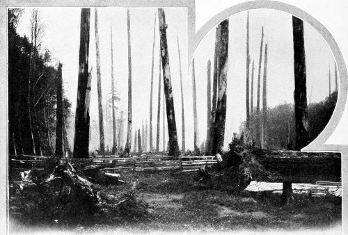 Taken in Whatcom County. Photo by the Author.
AN OLD BURN SUCH AS LEWIS WOODPECKERS DELIGHT IN.