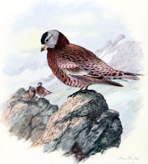 HEPBURN&rsquo;S LEUCOSTICTE
MALE, ⅚ LIFE SIZE
From a Water-color Painting by Allan Brooks