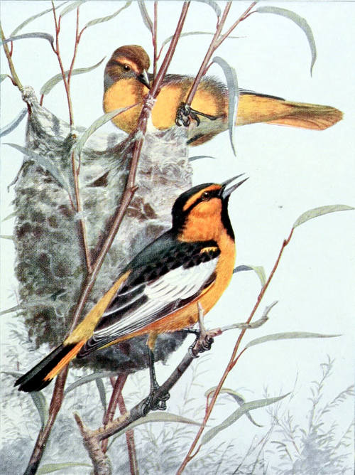 BULLOCK ORIOLES
MALE AND FEMALE, &frac12; LIFE SIZE
From a Water-color Painting by Allan Brooks