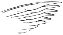 Fig. 5.

Drawing of the primary quills of a Hawk, from Nature. Seen from the
under surface to show the overlap of the feathers.