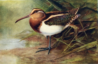 PAINTED SNIPE