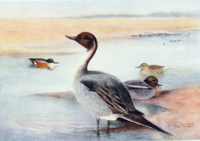 PINTAIL, TEAL, AND SHOVELLER DUCK