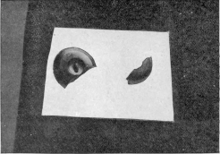 Photo: Cassell & Company, Limited.

BROKEN BUTTON AT THE BLACK MUSEUM: A CLUE.

(The white paper has been placed upon the cloth to show up the
button.)