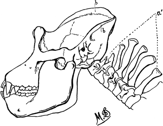 Skull of Gorilla