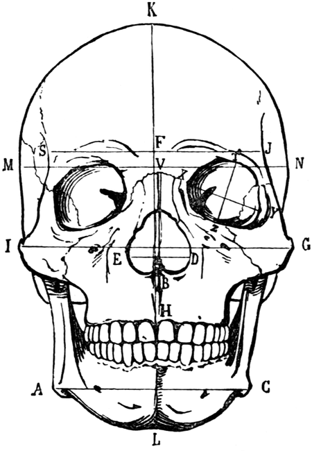 Skull of Ancient Egyptian