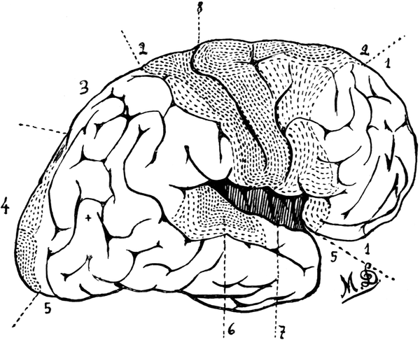 Brain, Centres of Projection