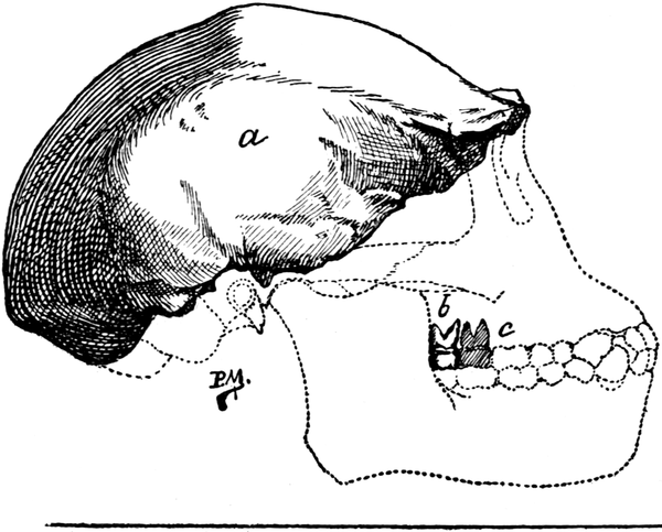 Skull of Pithecanthropus Erectus